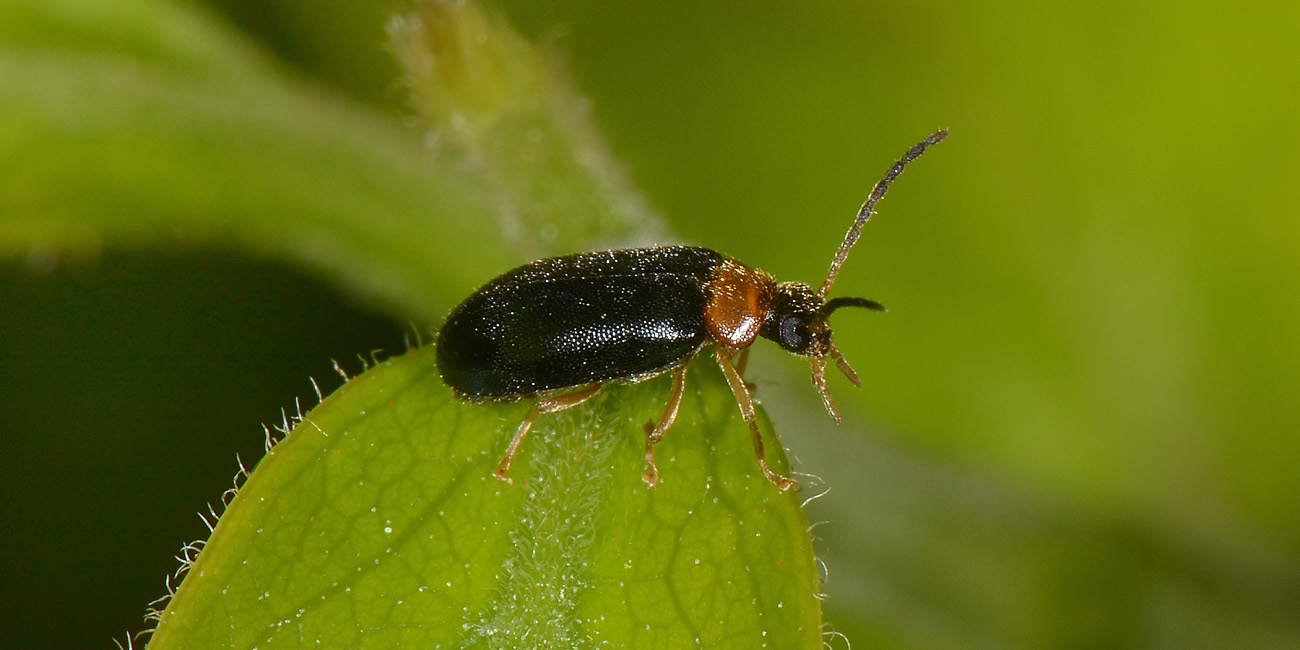 Melandryidae? S, Conopalpus brevicollis (vs, Chrysomelidae: Luperus/Calomicrus sp.).